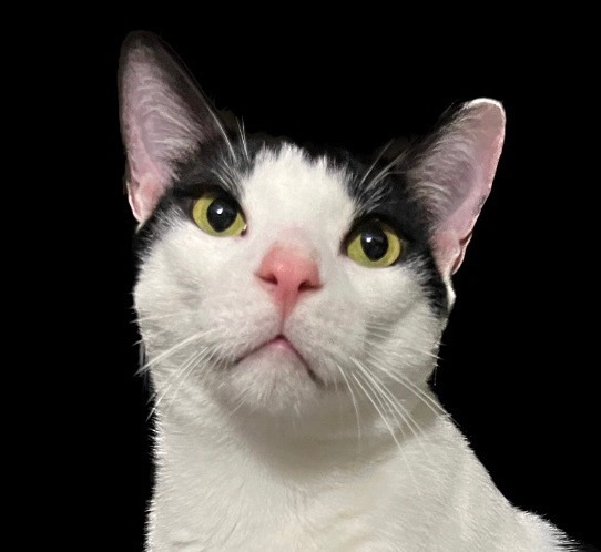 Lilly, a Adoptable Domestic Short Hair in Parkland, FL image 1/4