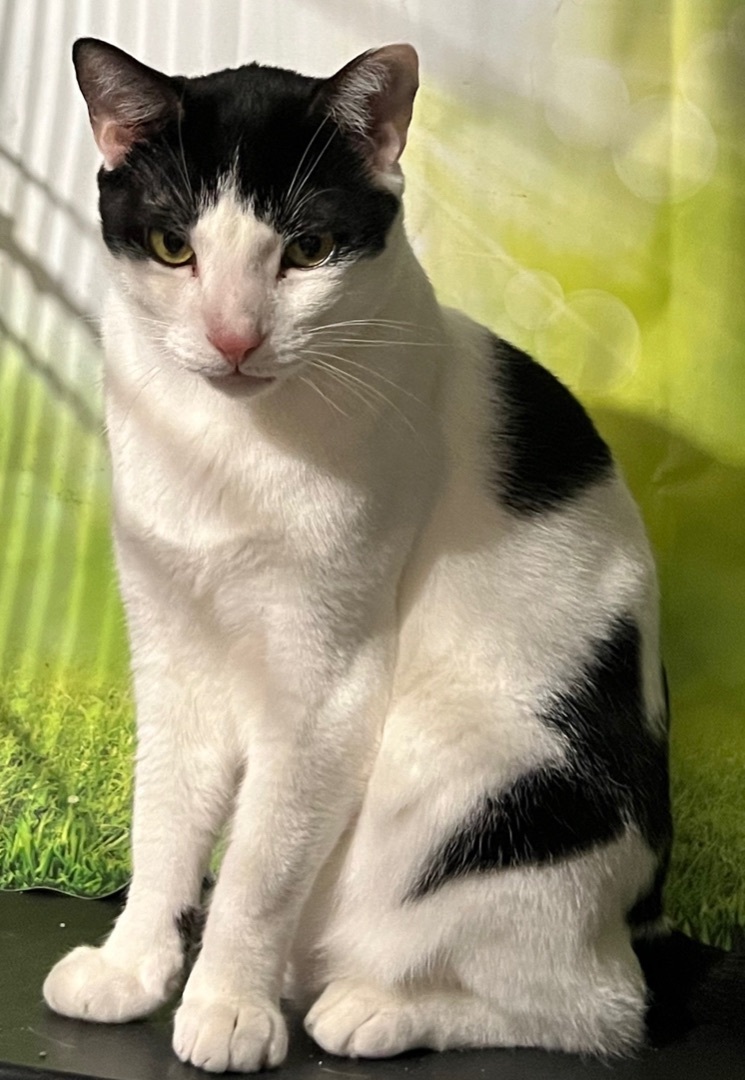 Lilly, a Adoptable Domestic Short Hair in Parkland, FL image 3/4