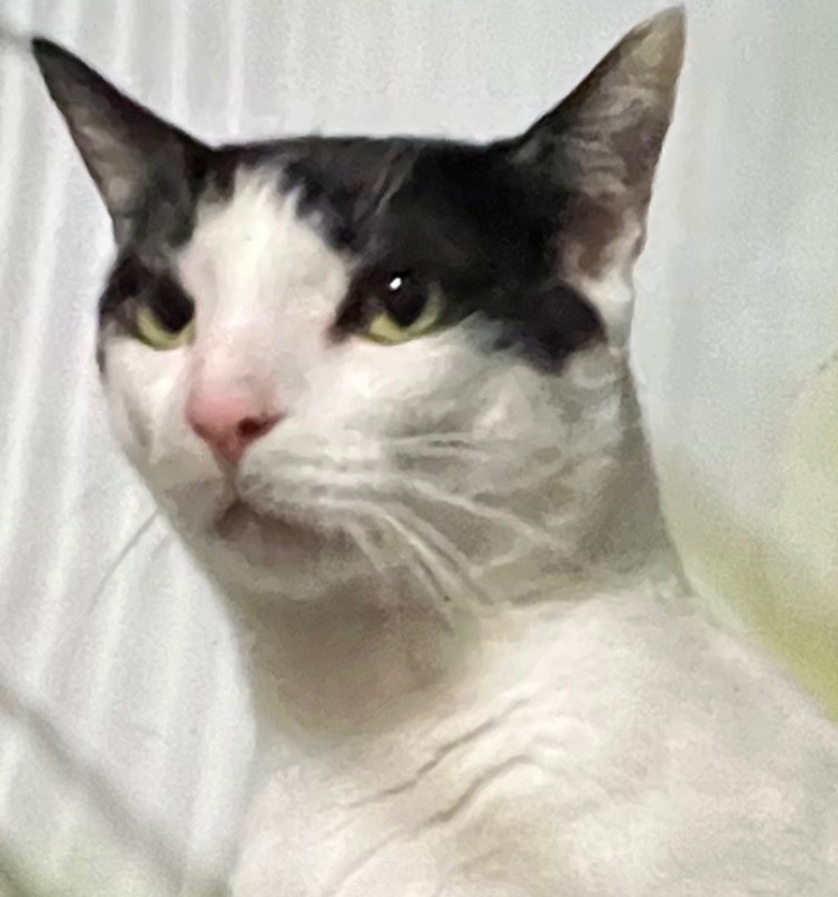 Lilly, a Adoptable Domestic Short Hair in Parkland, FL image 4/4