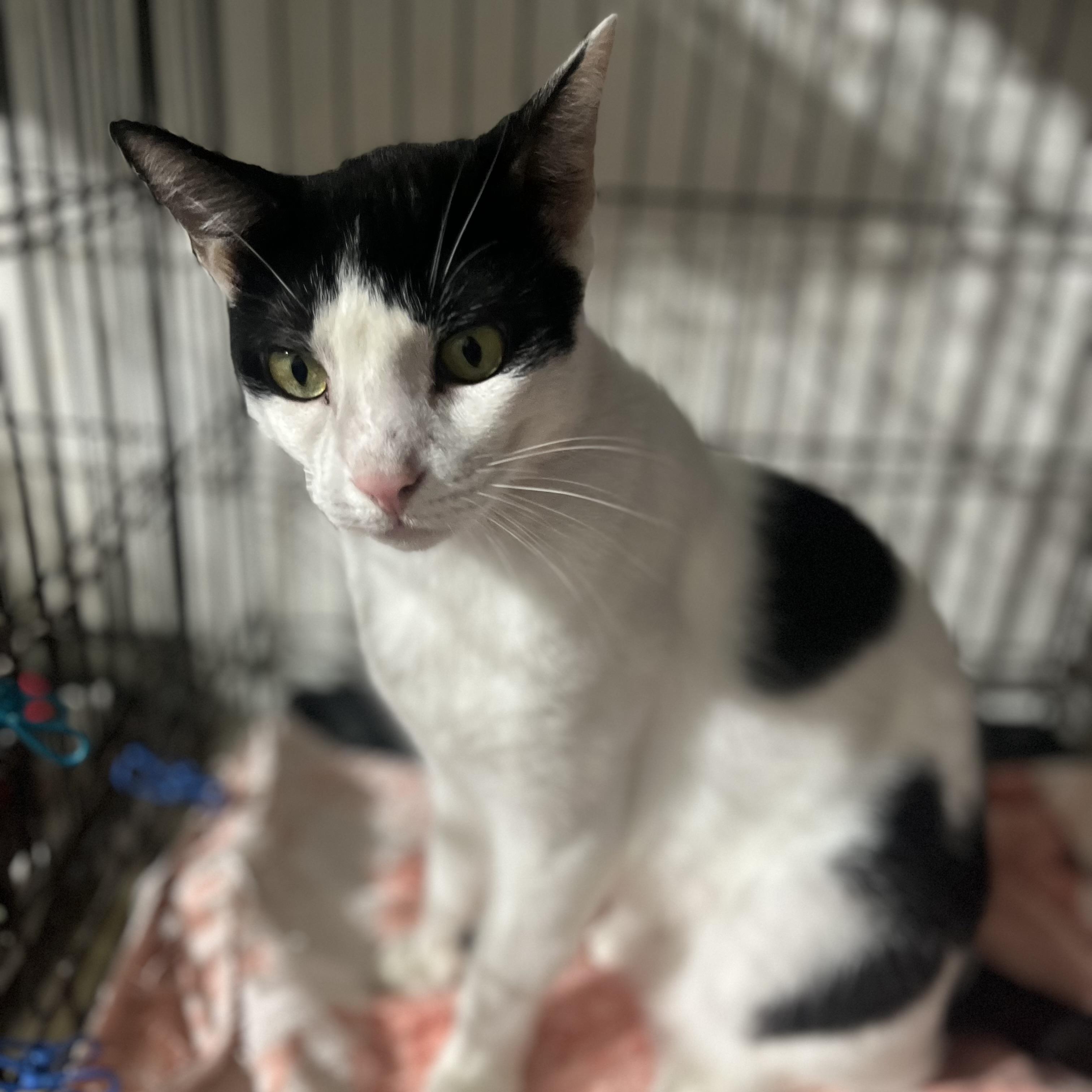 Max, a Adoptable Domestic Short Hair in Parkland, FL image 2/3
