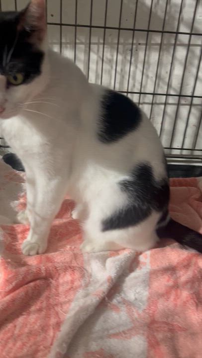 Enlarge Max, a Adoptable Domestic Short Hair in Parkland, FL video 3/3