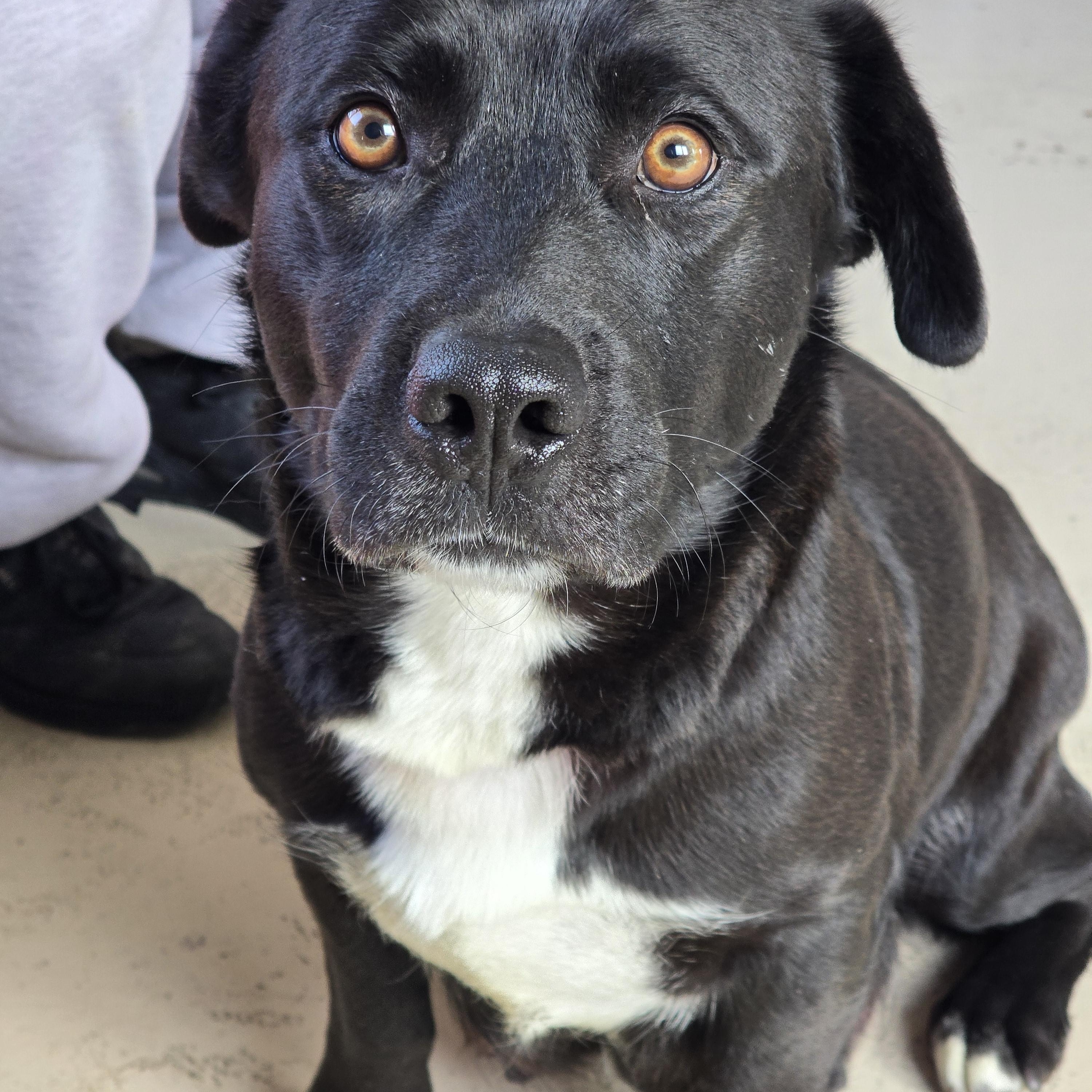 Enlarge Momma Tori , a ADOPTABLE mixed breed in Dandridge, TN image 1/2