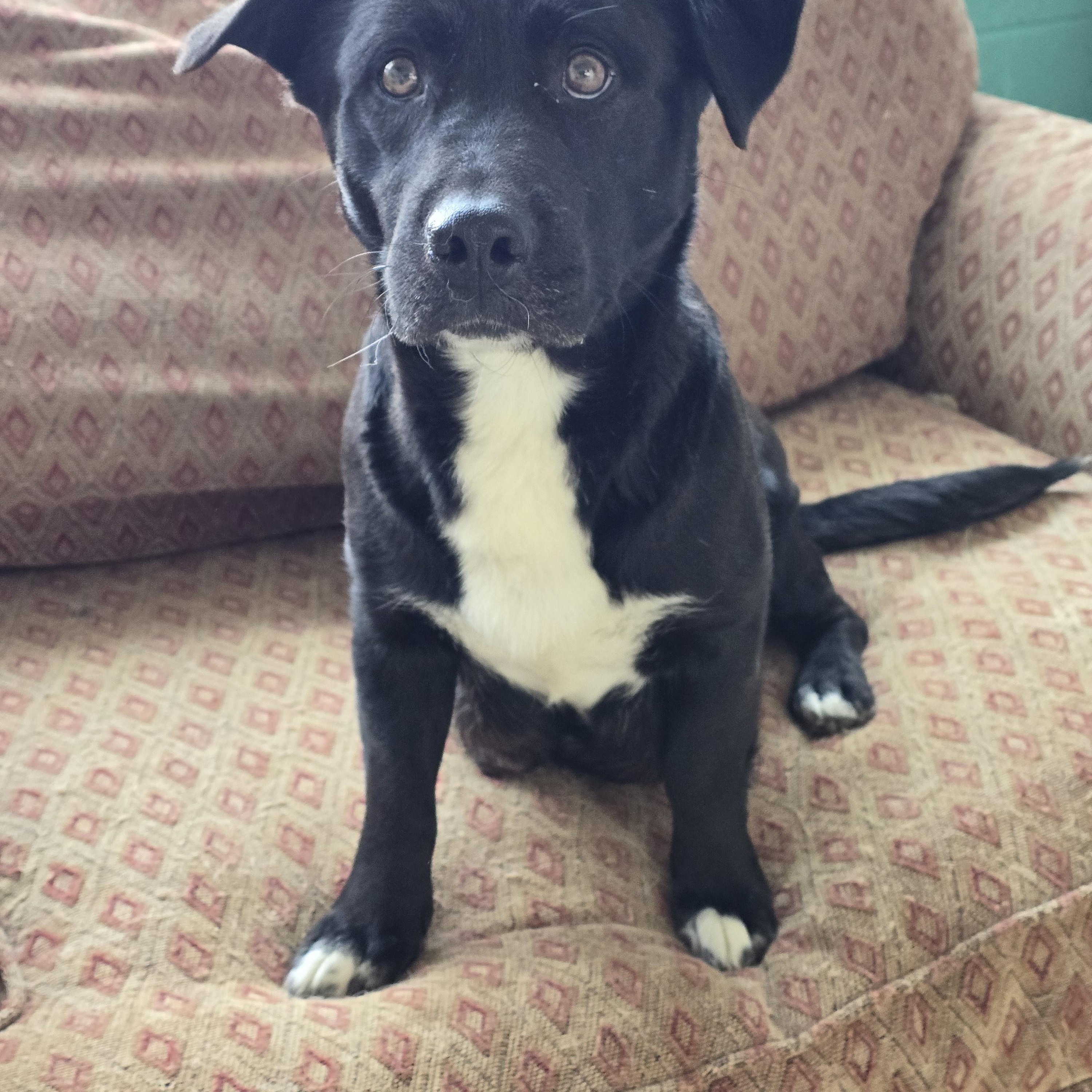 Enlarge Momma Tori , a ADOPTABLE mixed breed in Dandridge, TN image 2/2