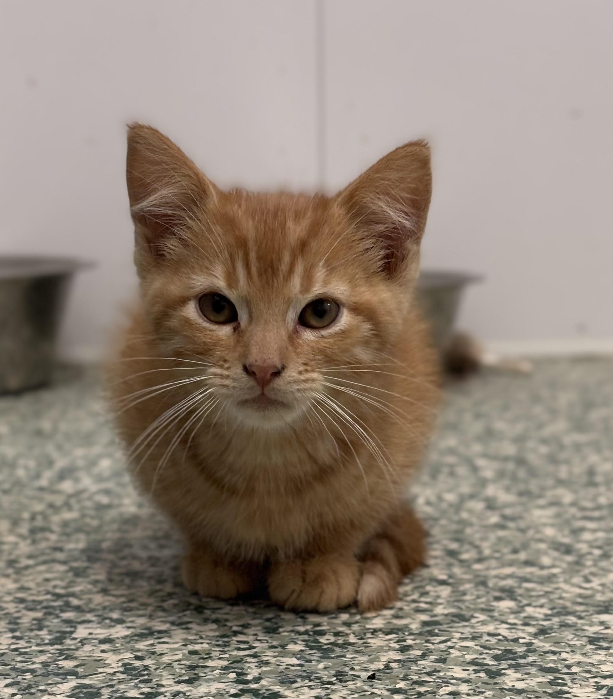 Bart, an adoptable Domestic Short Hair in Richland Center, WI_image-1