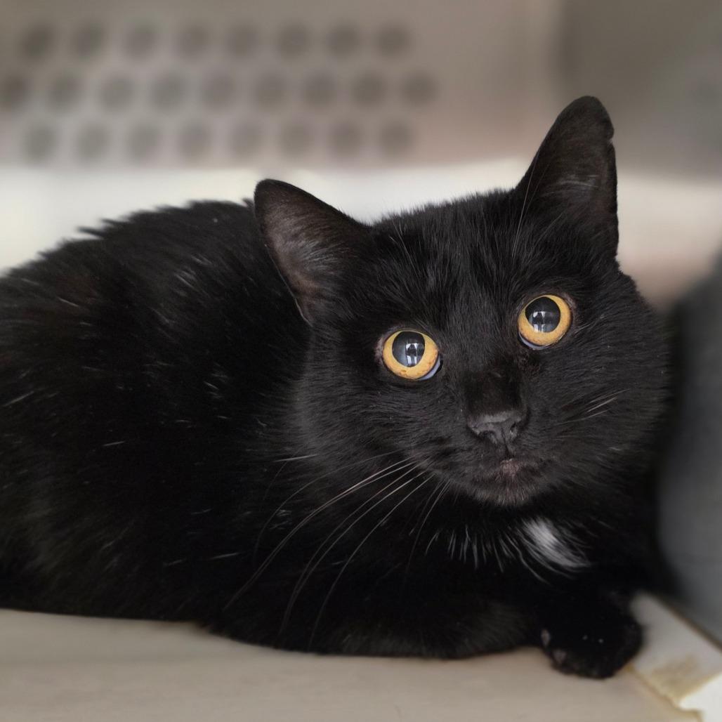 Zoe Saldana, a Adoptable Domestic Medium Hair in Rocky Mount, VA image 1/5