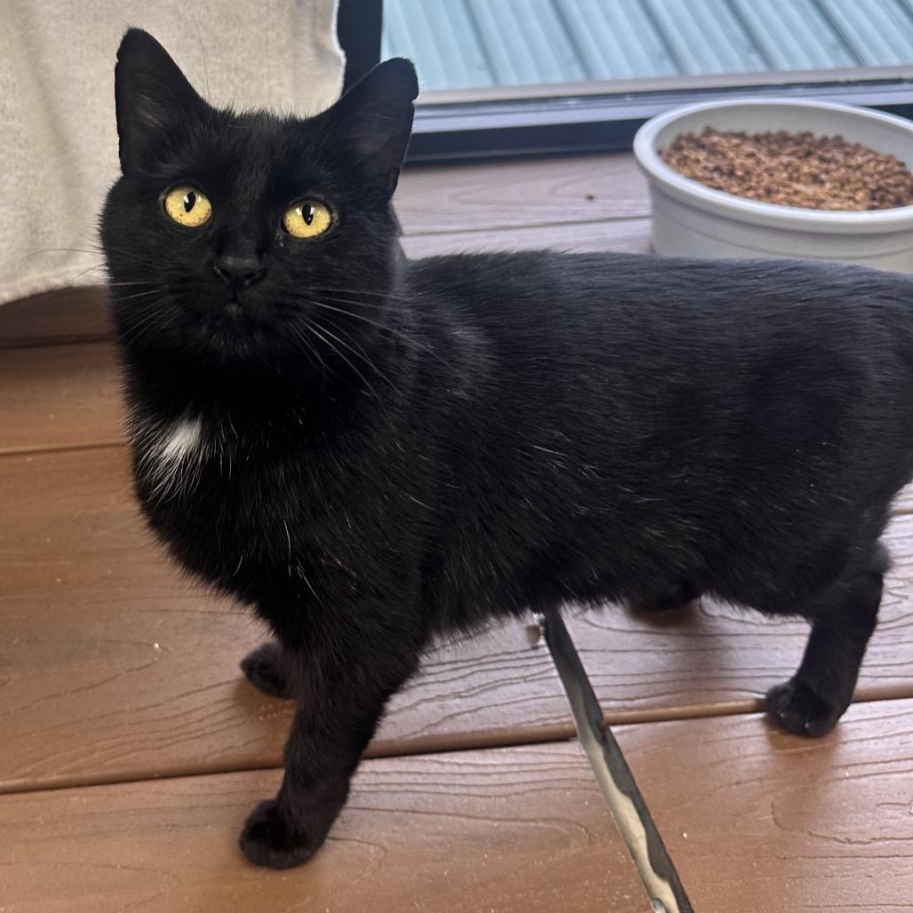 Zoe Saldana, a Adoptable Domestic Medium Hair in Rocky Mount, VA image 2/5