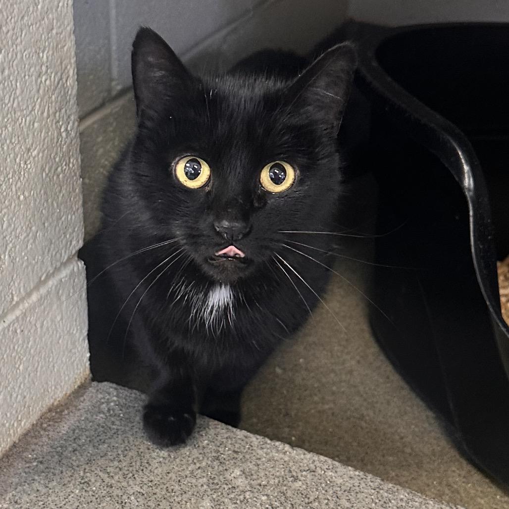 Zoe Saldana, a Adoptable Domestic Medium Hair in Rocky Mount, VA image 3/5