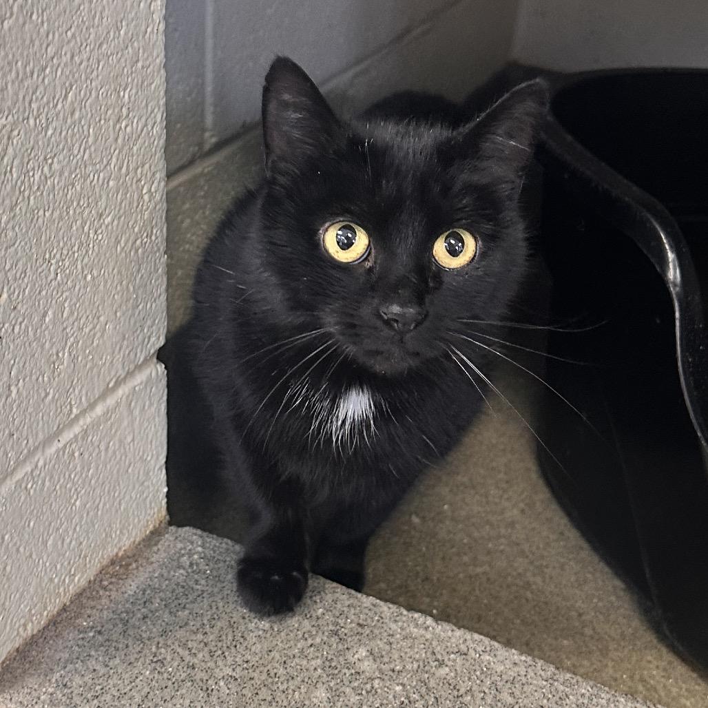 Zoe Saldana, a Adoptable Domestic Medium Hair in Rocky Mount, VA image 4/5