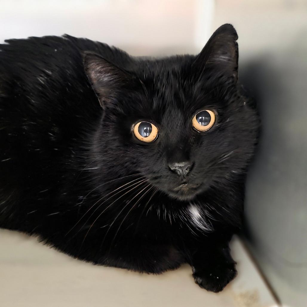 Zoe Saldana, a Adoptable Domestic Medium Hair in Rocky Mount, VA image 5/5