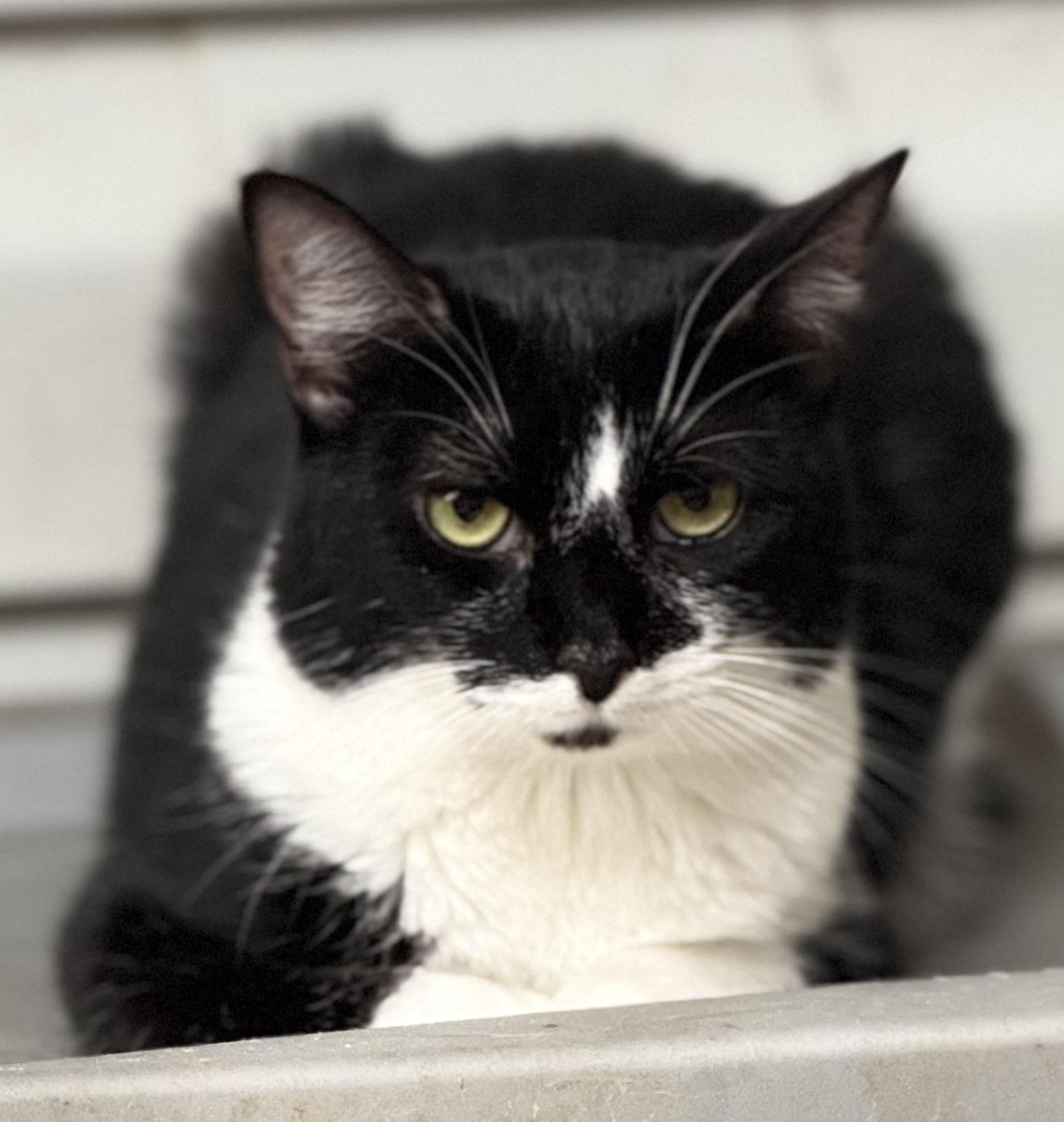 Starr - bobtail, a Adoptable mixed breed in Johnston, RI image 1/2