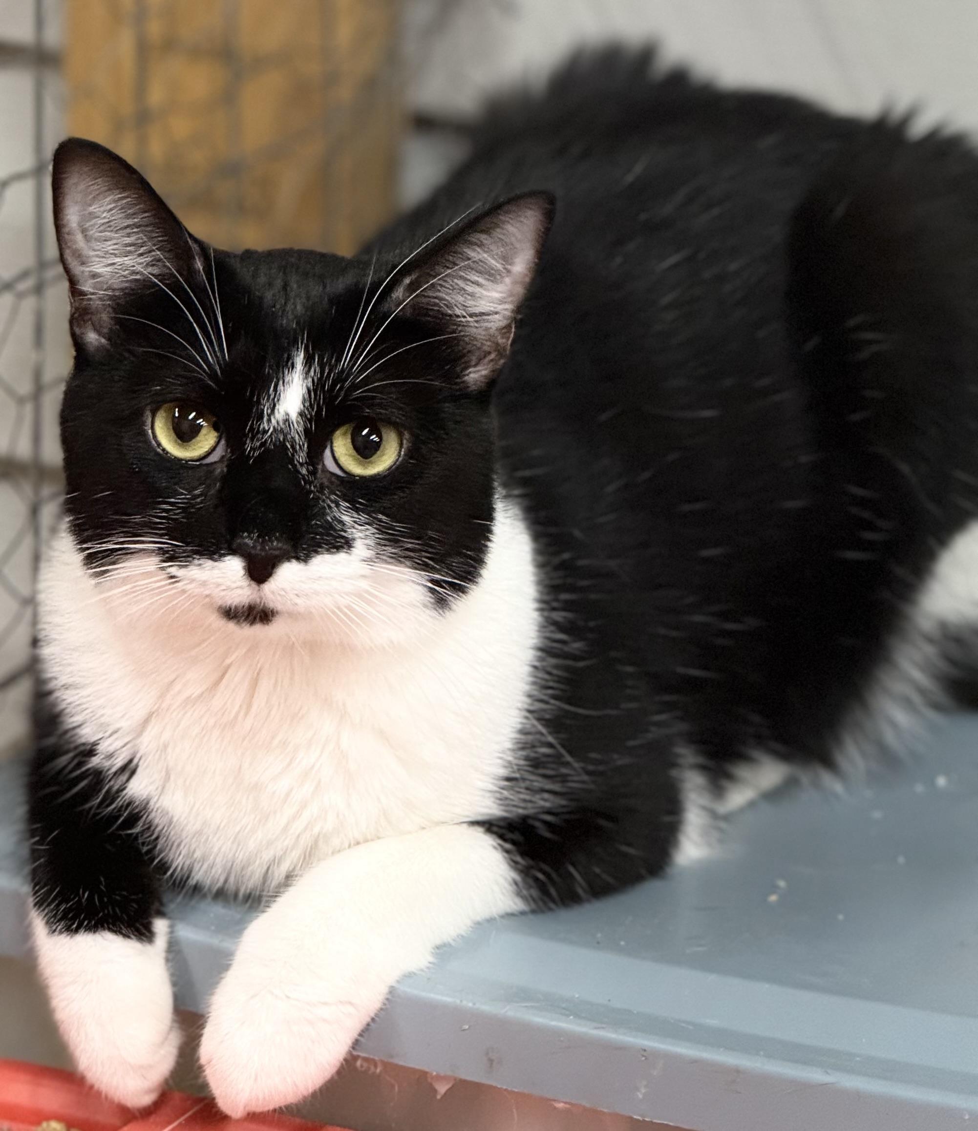 Starr - bobtail, a Adoptable mixed breed in Johnston, RI image 2/2