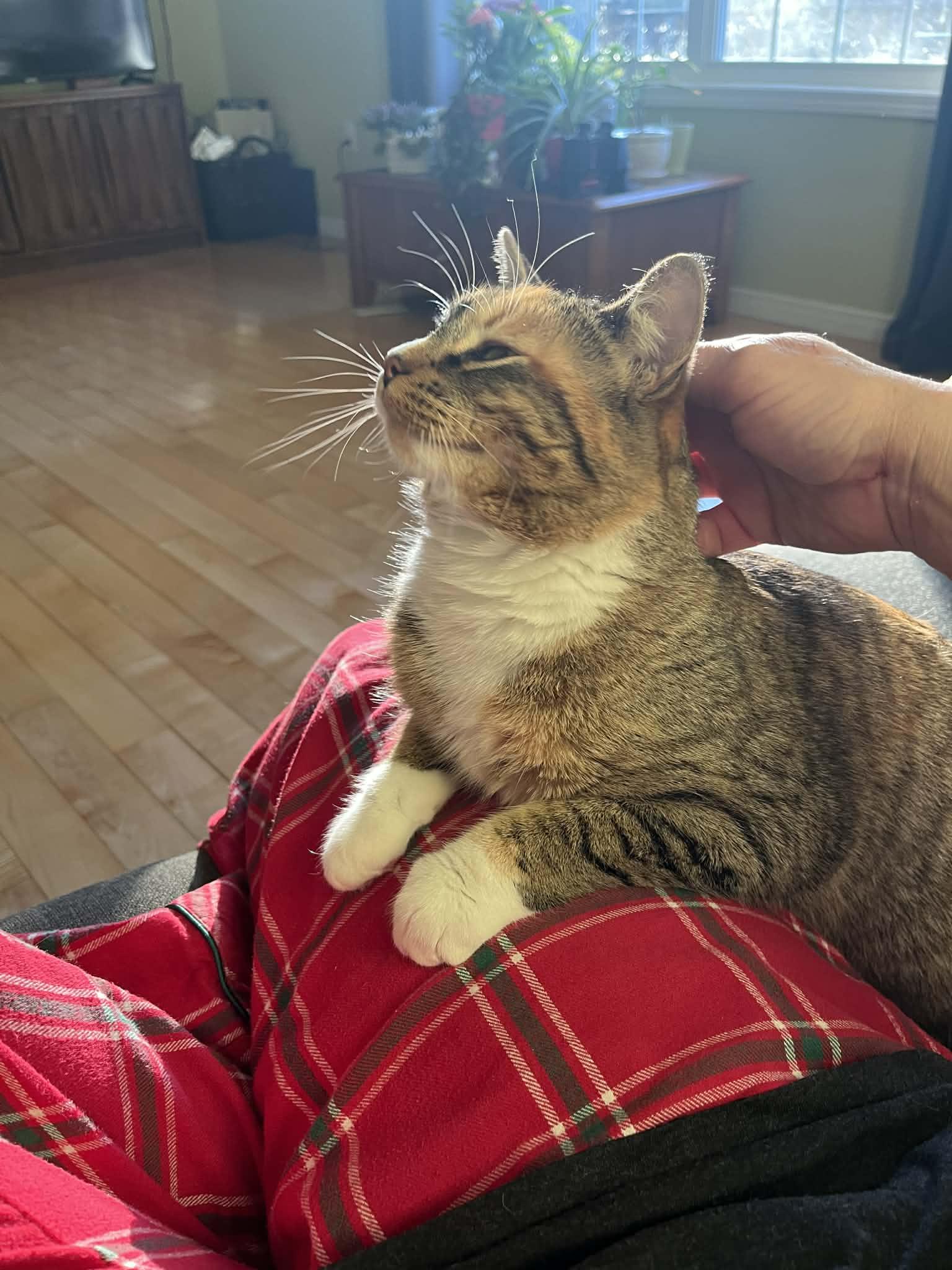 Enlarge Carrie, a ADOPTABLE mixed breed in Dartmouth, NS image 4/6