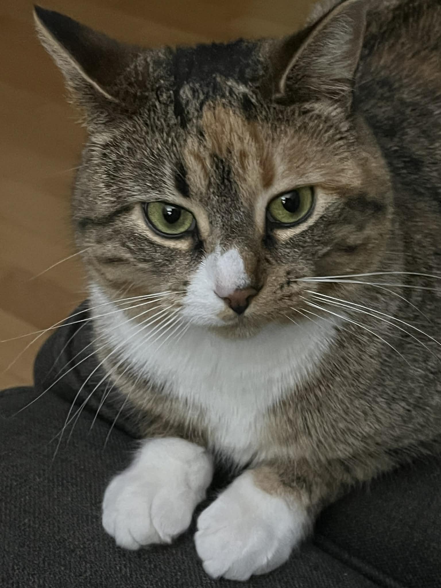 Enlarge Carrie, a ADOPTABLE mixed breed in Dartmouth, NS image 2/6