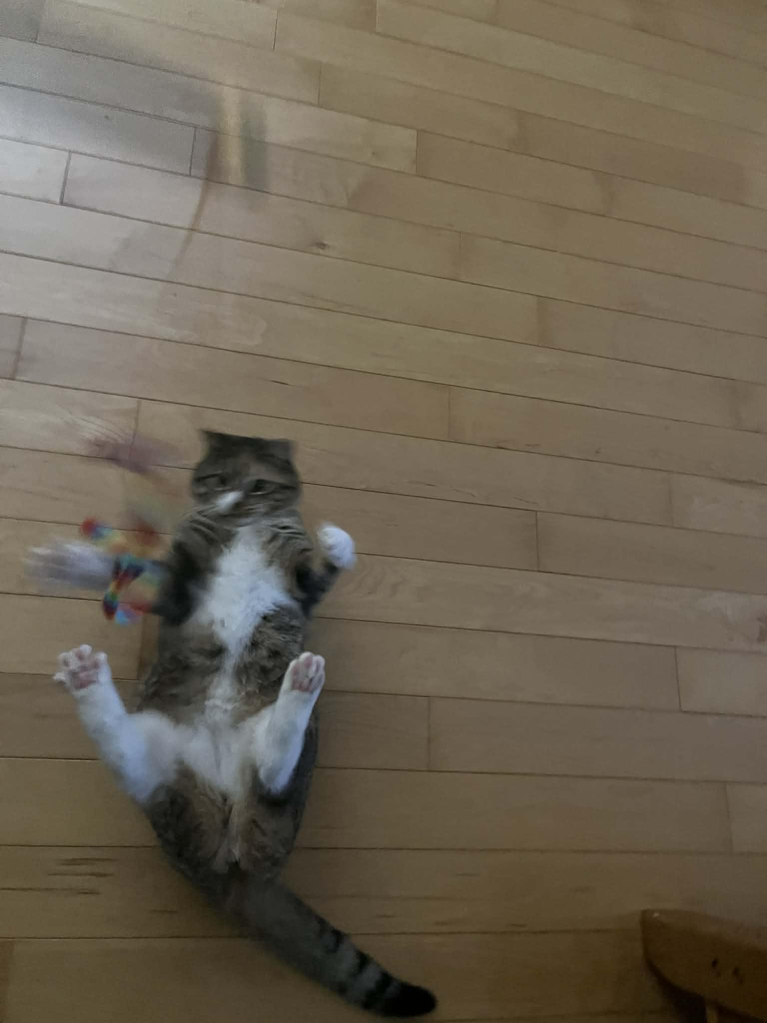 Enlarge Carrie, a ADOPTABLE mixed breed in Dartmouth, NS image 6/6