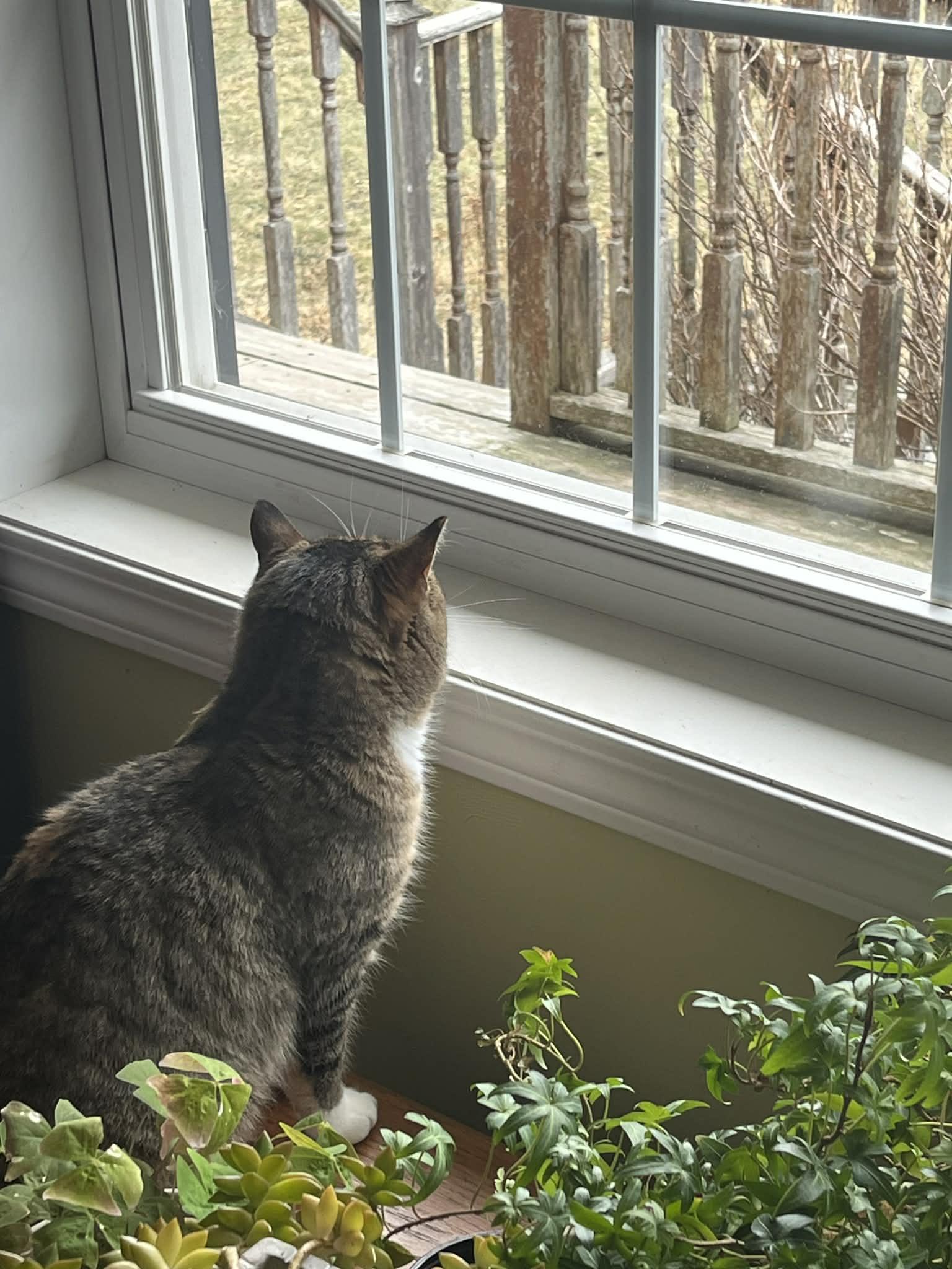 Enlarge Carrie, a ADOPTABLE mixed breed in Dartmouth, NS image 5/6