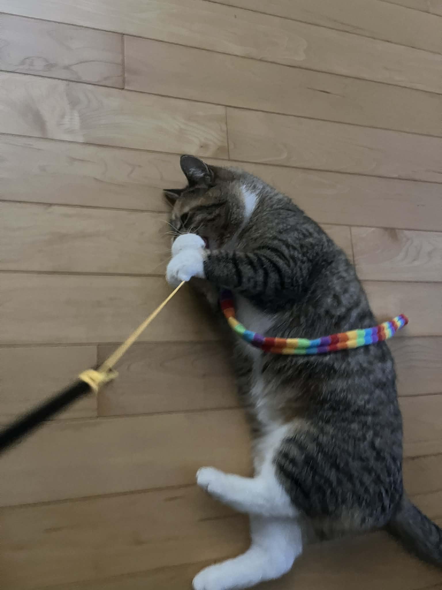 Enlarge Carrie, a ADOPTABLE mixed breed in Dartmouth, NS image 3/6