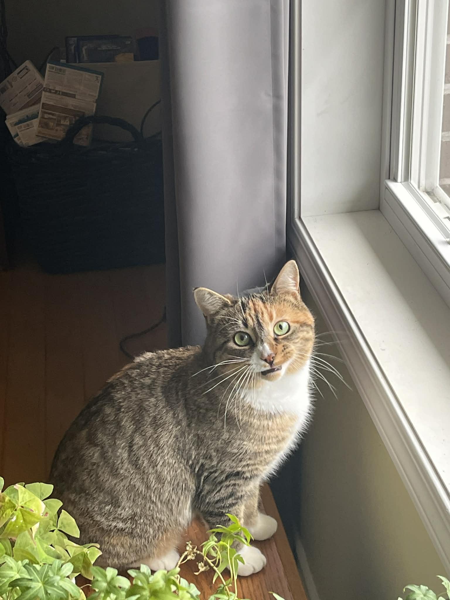 Enlarge Carrie, a ADOPTABLE mixed breed in Dartmouth, NS image 1/6