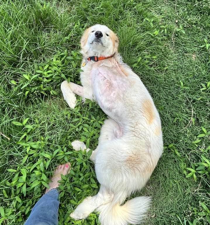 Valentino, Adoptable, Adult Male Great Pyrenees.