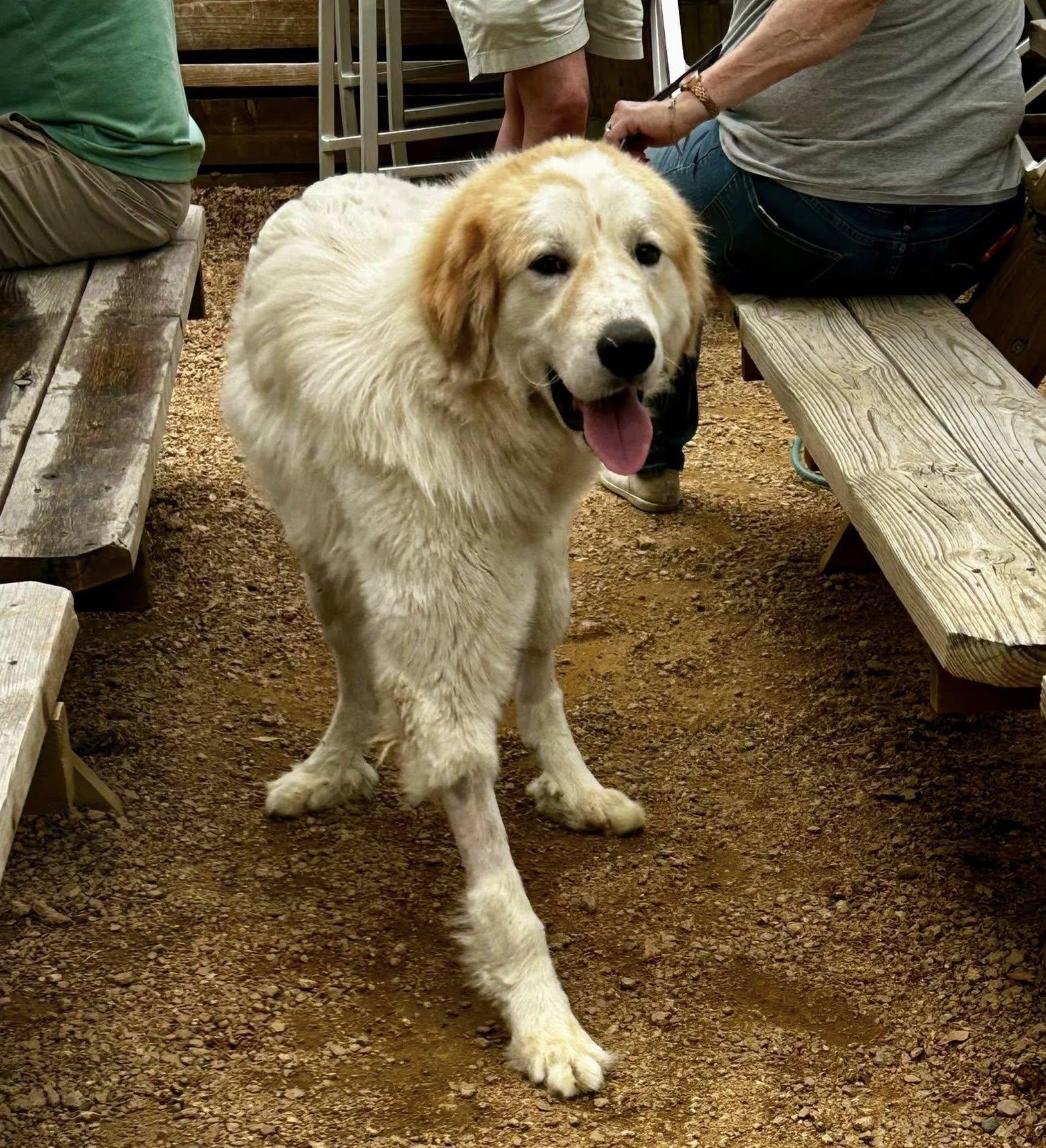 Enlarge Valentino, a Adoptable Great Pyrenees in Garland, TX image 2/3