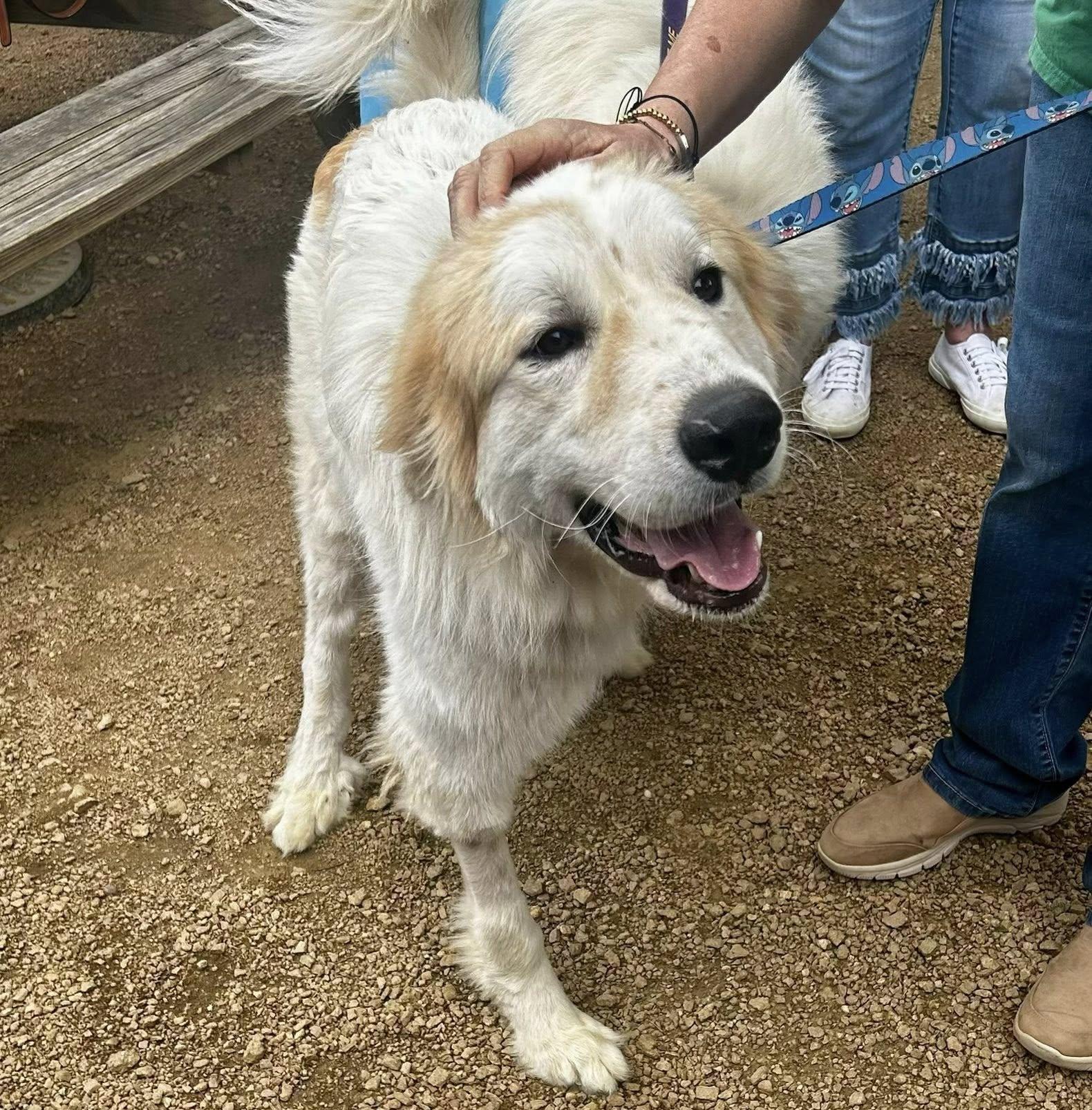 Enlarge Valentino, a Adoptable Great Pyrenees in Garland, TX image 3/3