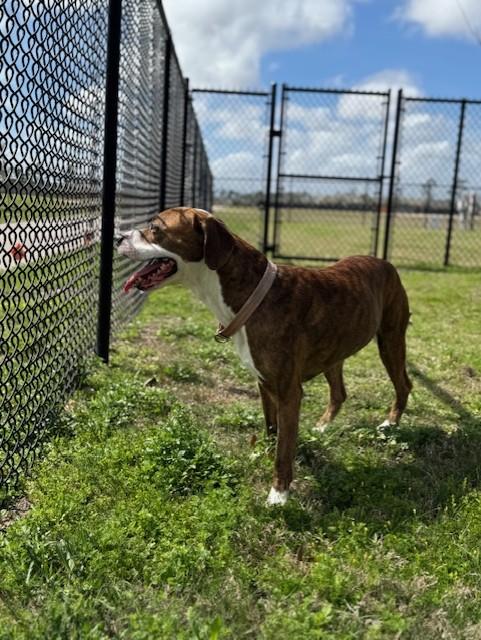 Enlarge SPARKS, a ADOPTABLE mixed breed in Lynn Haven, FL image 2/4