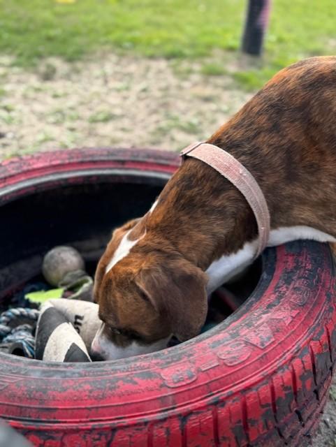 Enlarge SPARKS, a ADOPTABLE mixed breed in Lynn Haven, FL image 3/4