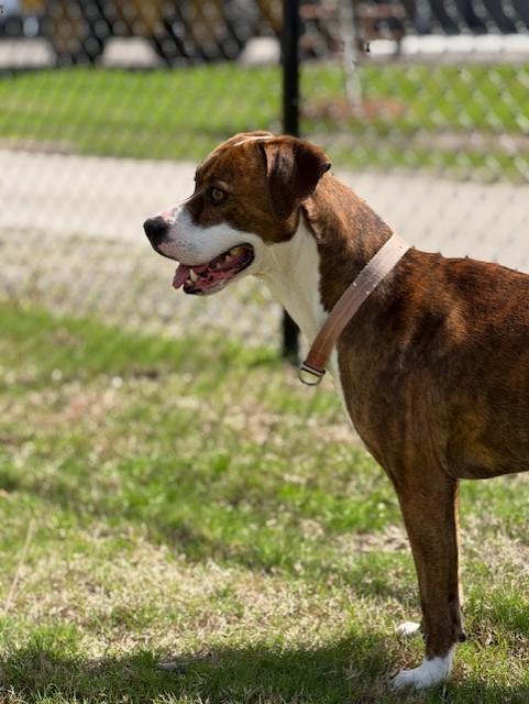 SPARKS, ADOPTABLE, Young Male Tennessee Treeing Brindle & Mountain Cur.