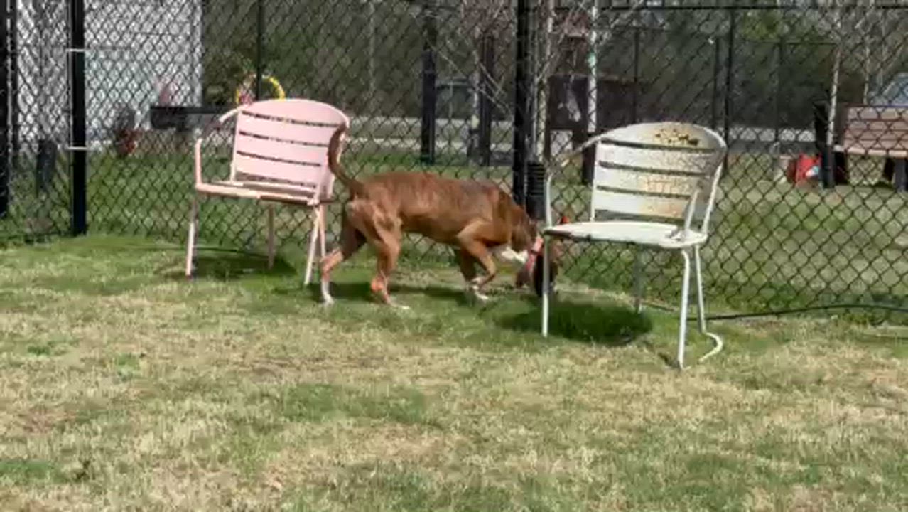 Enlarge SPARKS, a ADOPTABLE mixed breed in Lynn Haven, FL video 4/4