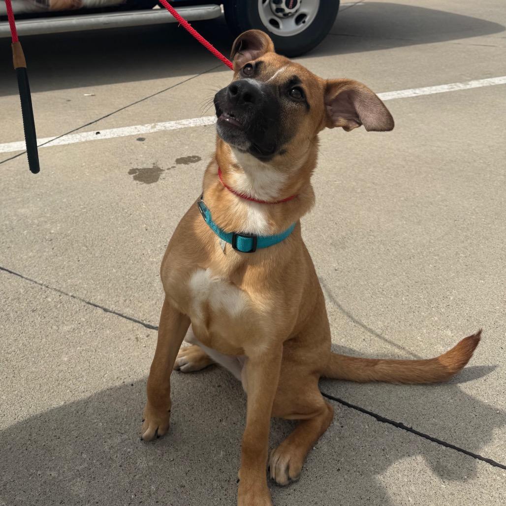 Ember, Adoptable, Young Female Boxer & Rhodesian Ridgeback.