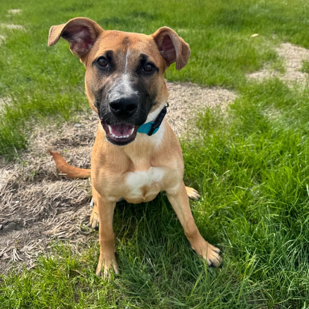 Enlarge Ember, a Adoptable mixed breed in Milford, IA image 2/3