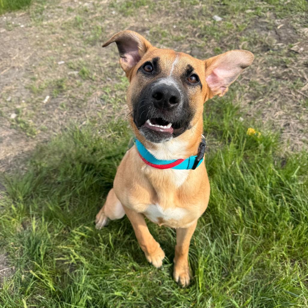 Enlarge Ember, a Adoptable mixed breed in Milford, IA image 3/3