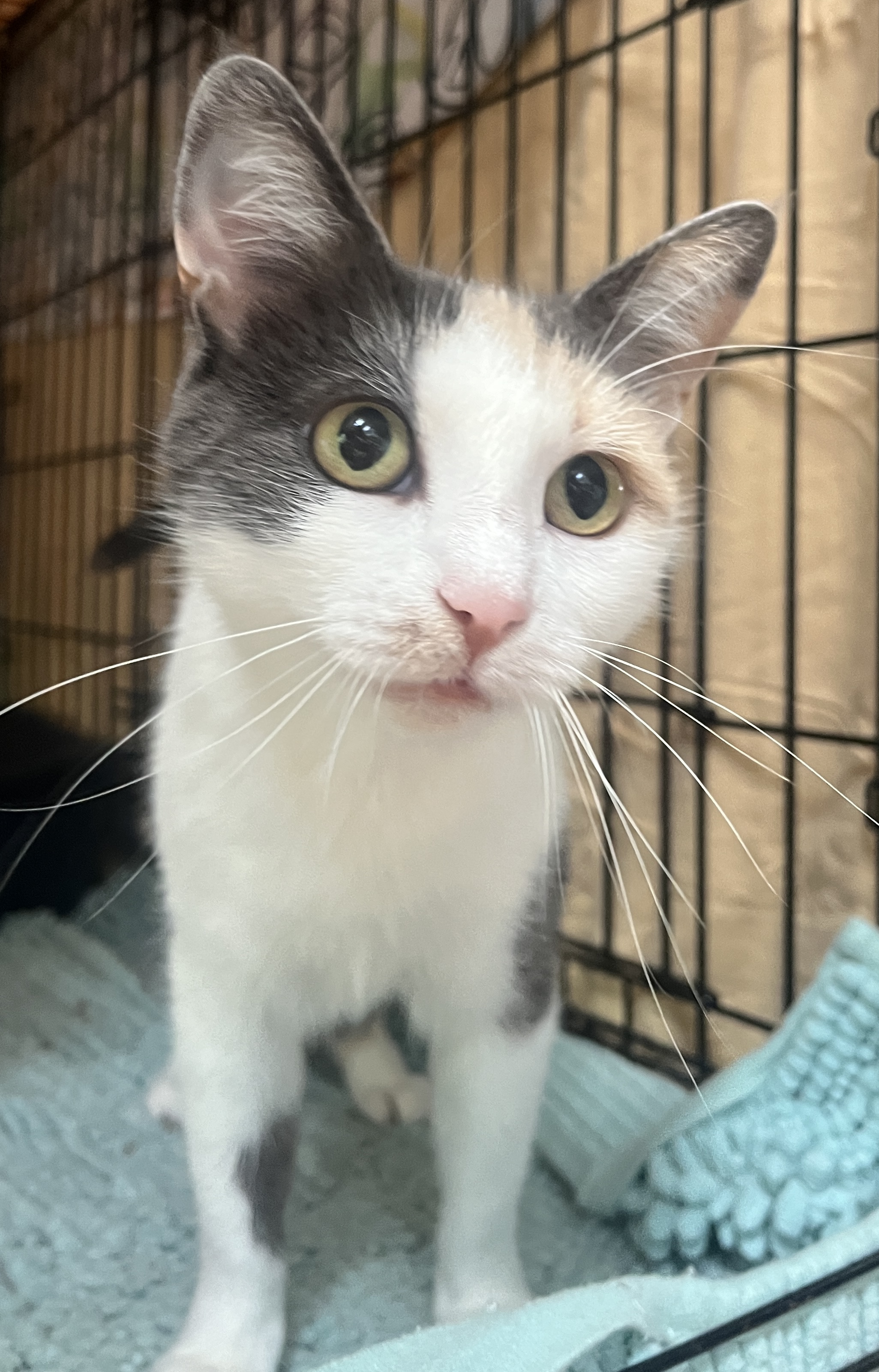 PRETTY PENELOPE, a Adoptable Calico in Spotsylvania, VA image 1/4