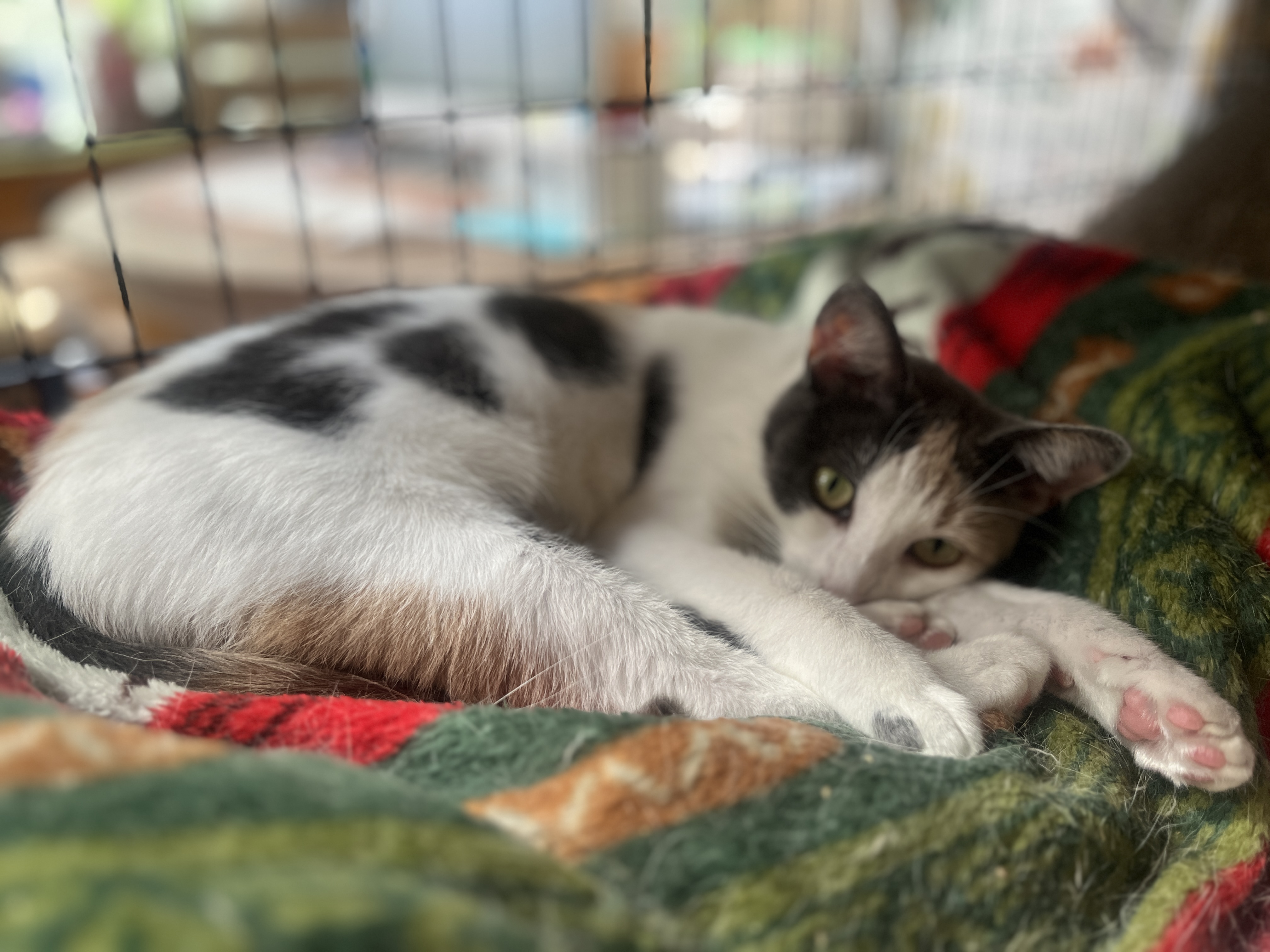 PRETTY PENELOPE, a Adoptable Calico in Spotsylvania, VA image 2/4