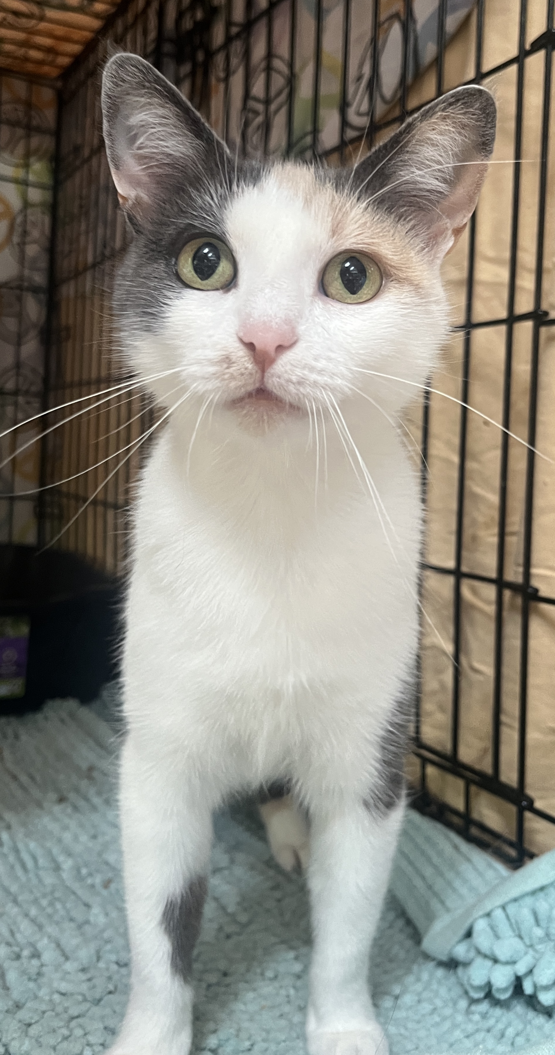 PRETTY PENELOPE, a Adoptable Calico in Spotsylvania, VA image 3/4