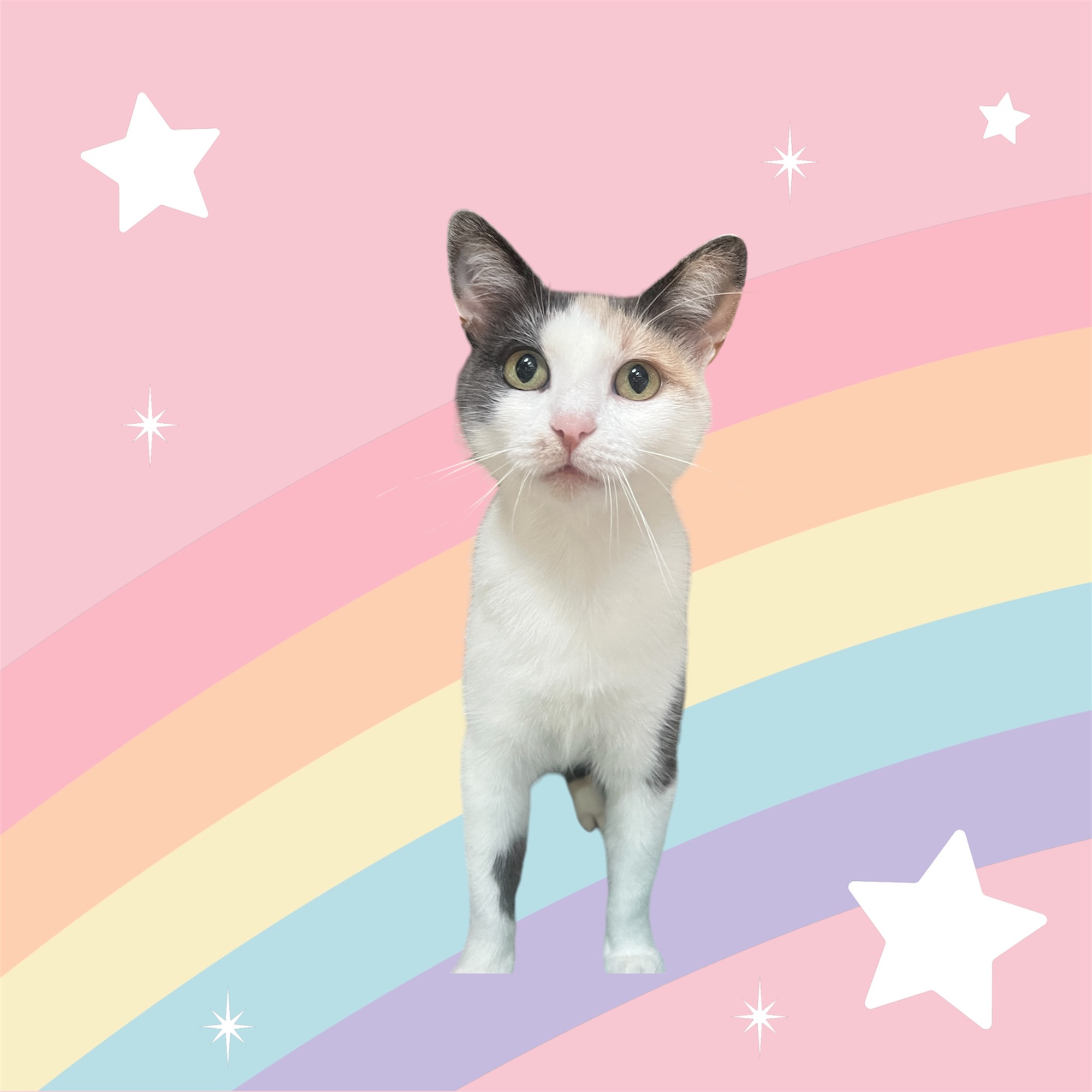 PRETTY PENELOPE, a Adoptable Calico in Spotsylvania, VA image 4/4