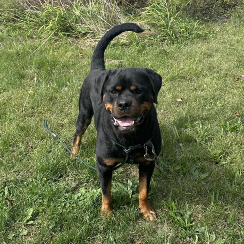 Vader, a Adoptable Rottweiler in Perkasie, PA image 2/5