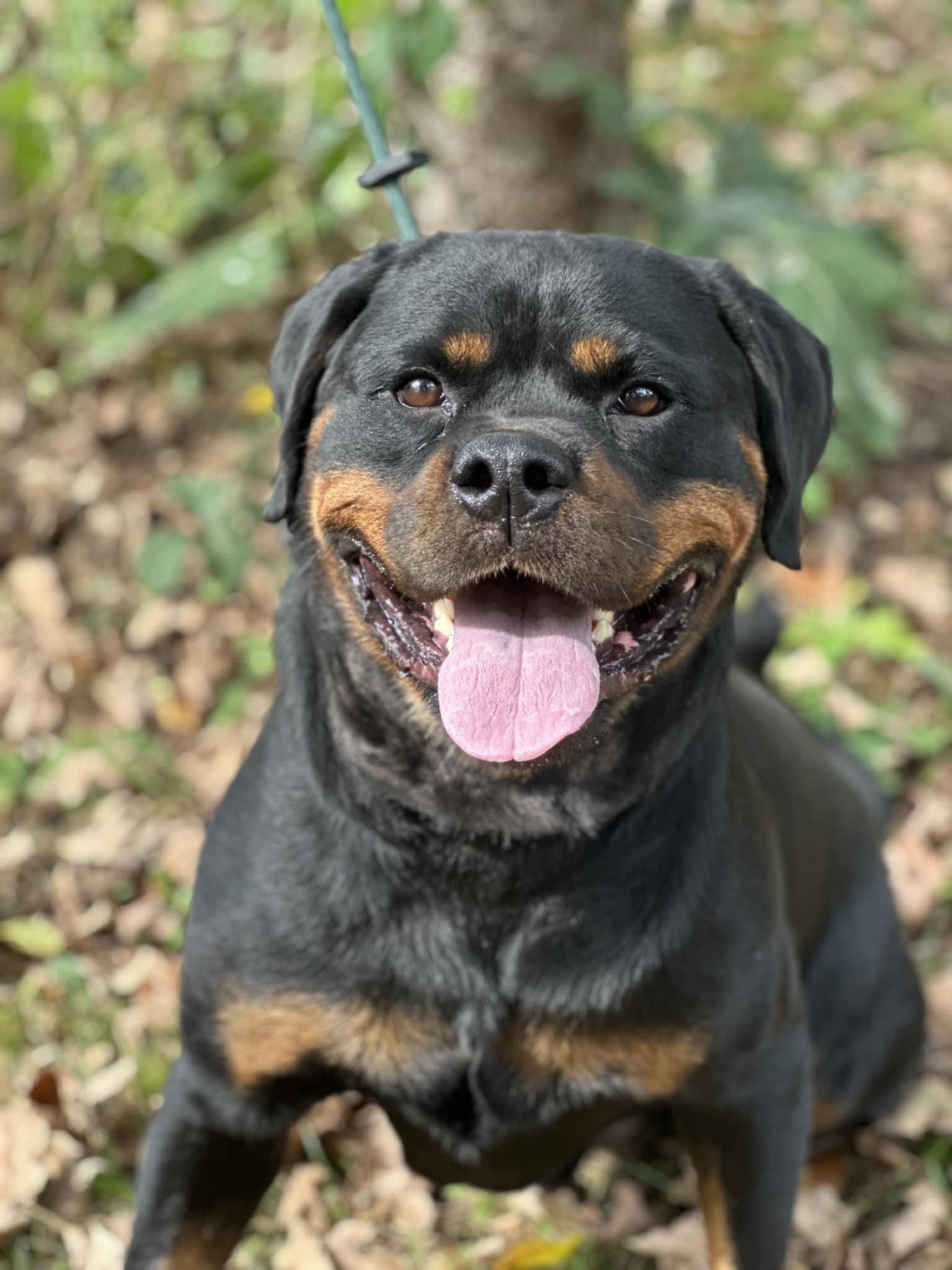 Vader, Adoptable, Young Male Rottweiler.