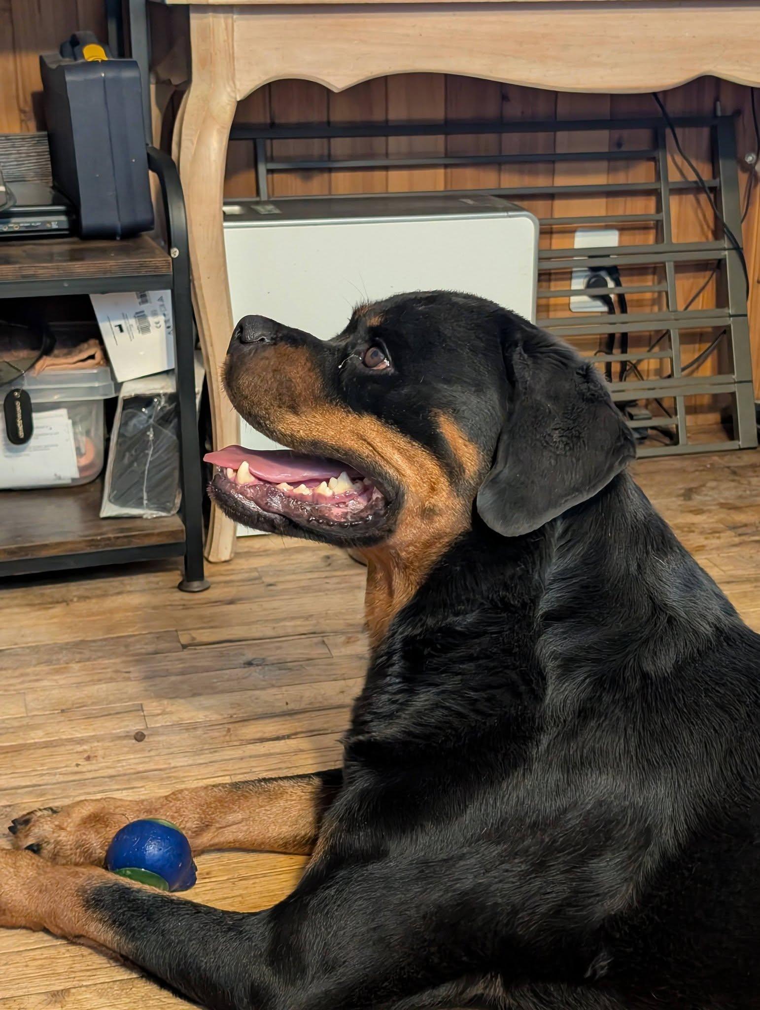 Enlarge Vader, a Adoptable Rottweiler in Perkasie, PA image 2/4