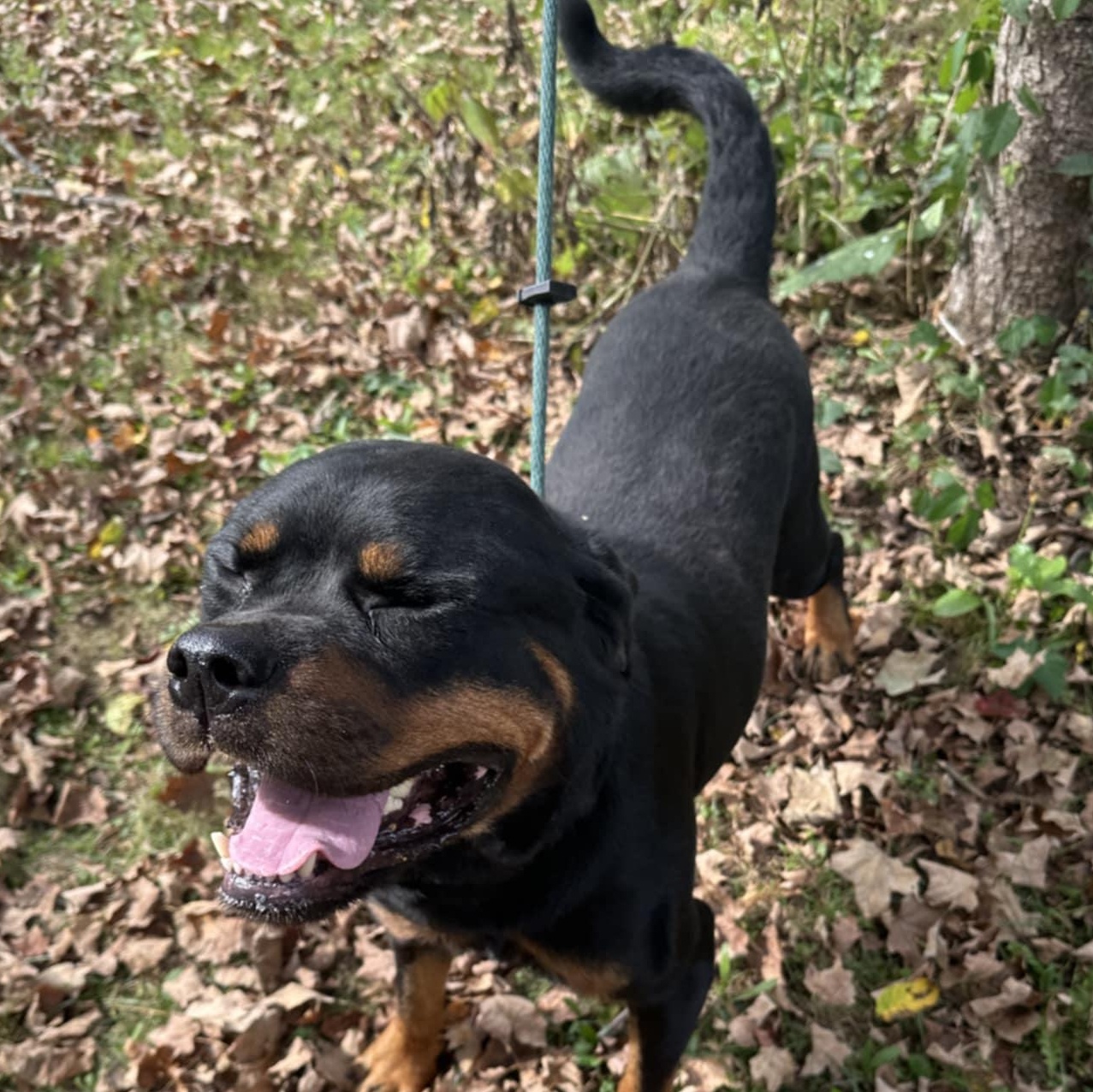 Vader, a Adoptable Rottweiler in Perkasie, PA image 3/5