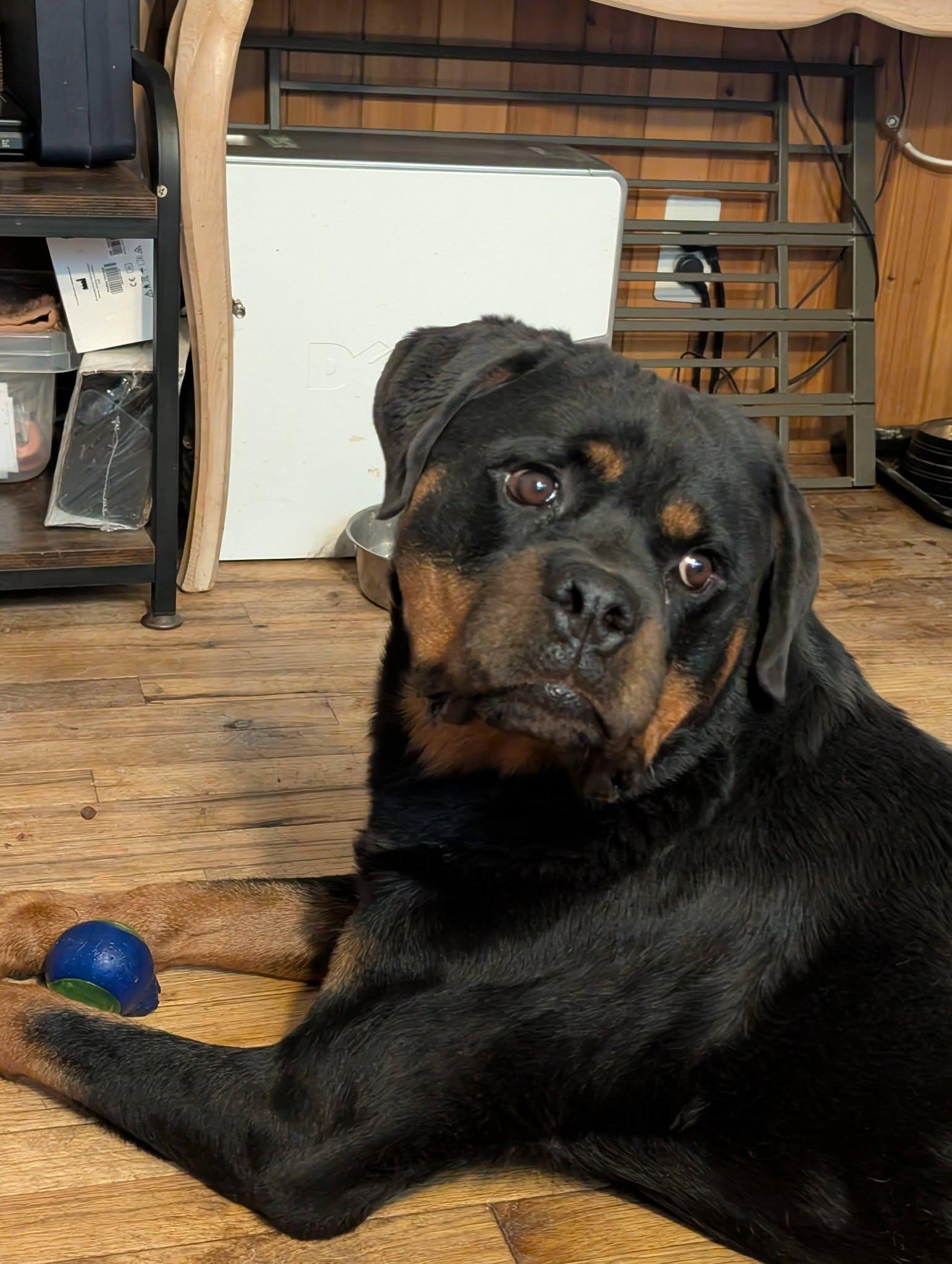 Vader, Adoptable, Young Male Rottweiler.
