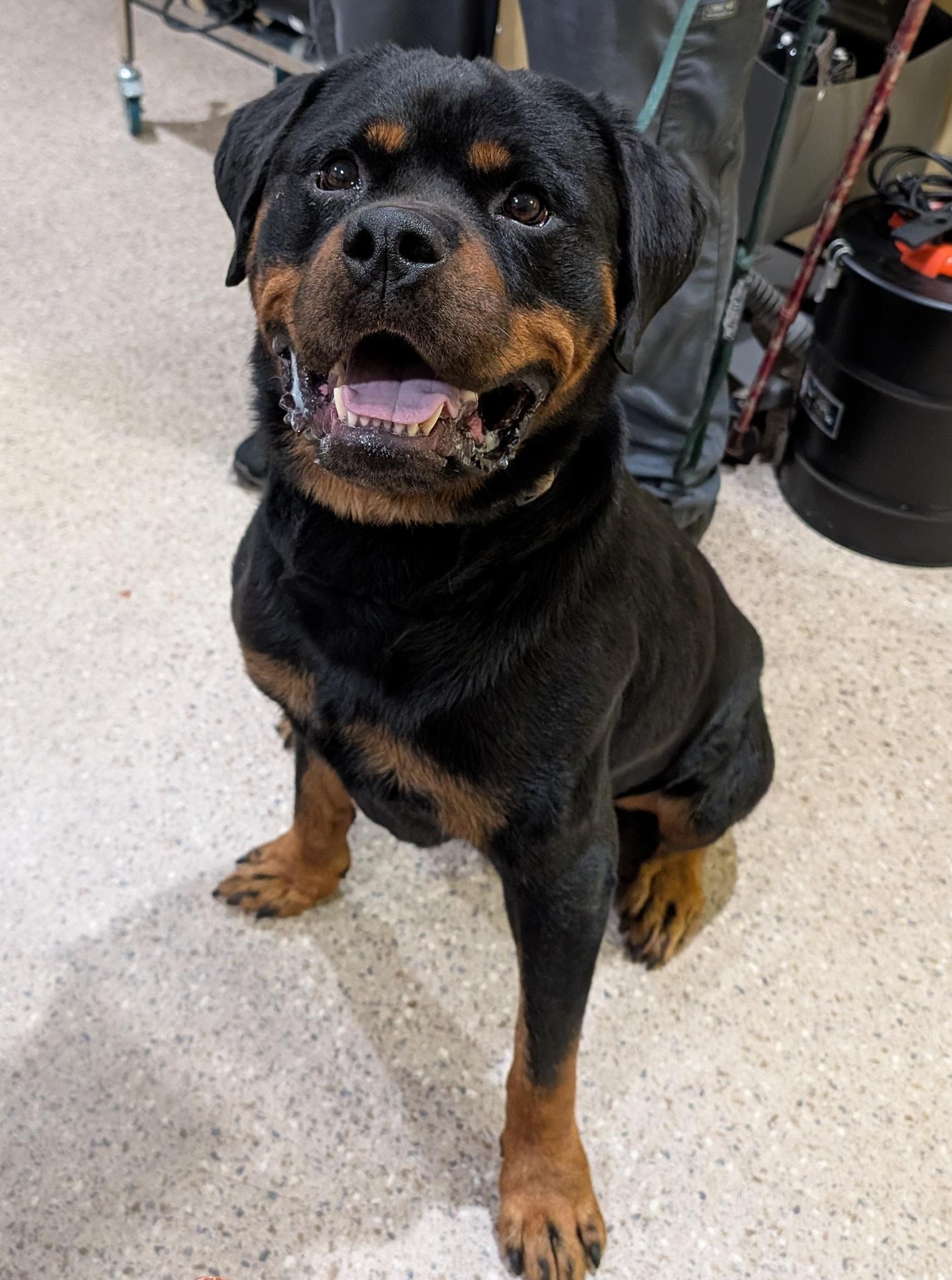 Vader, a Adoptable Rottweiler in Perkasie, PA image 4/5