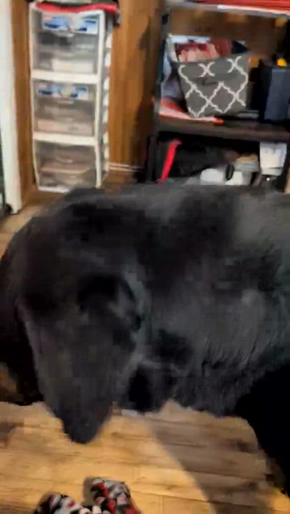 Enlarge Vader, a Adoptable Rottweiler in Perkasie, PA video 4/4