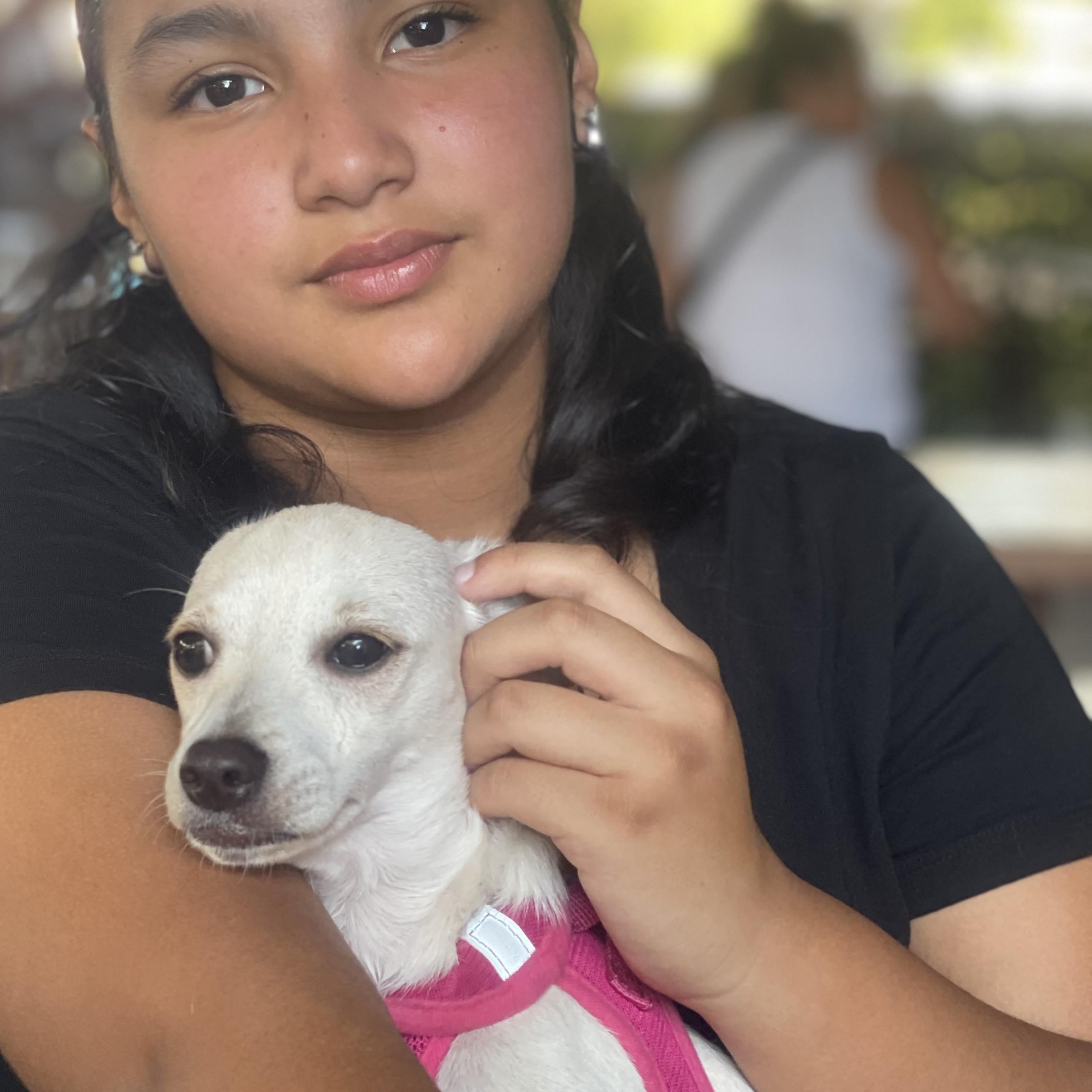 TROI 9 months 9 lbs, a Adoptable mixed breed in san diego, CA image 3/6