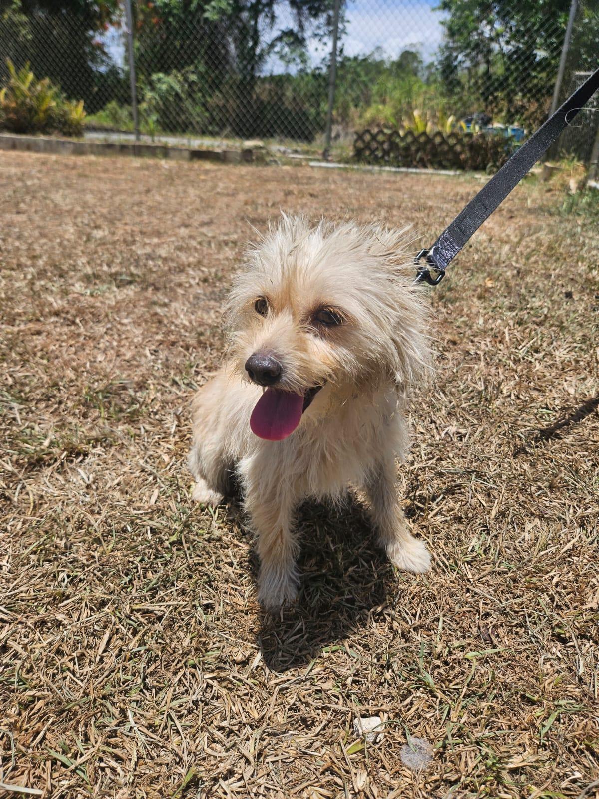 Enlarge Coco, a ADOPTABLE mixed breed in Virginia Beach, VA image 2/4
