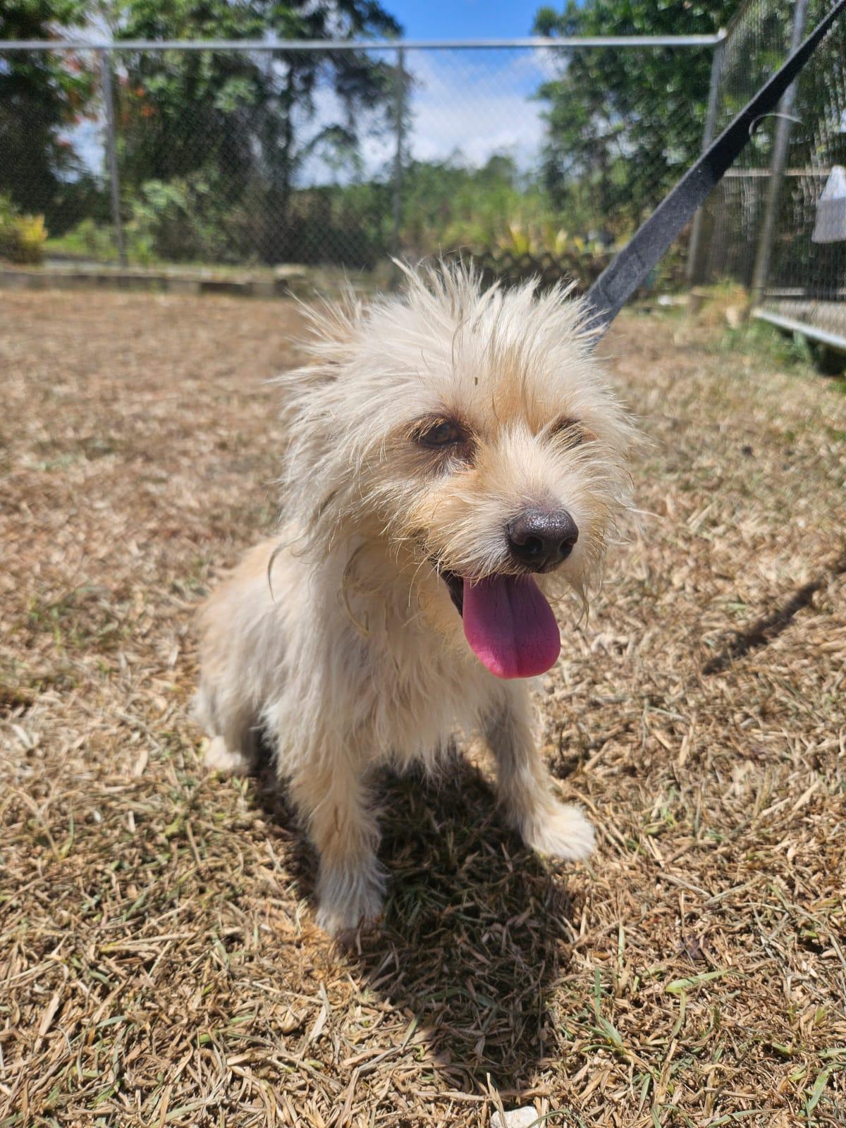 Enlarge Coco, a ADOPTABLE mixed breed in Virginia Beach, VA image 3/4
