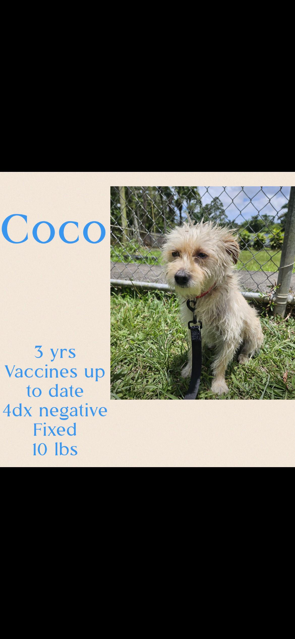 Enlarge Coco, a ADOPTABLE mixed breed in Virginia Beach, VA image 1/4