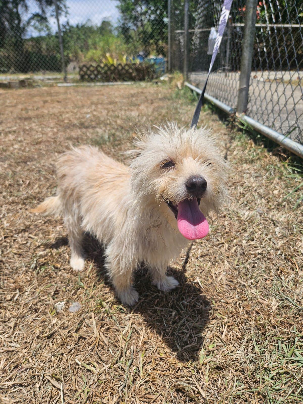Enlarge Coco, a ADOPTABLE mixed breed in Virginia Beach, VA image 4/4