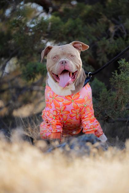 Kane, adopted, Young Male American Staffordshire Terrier.