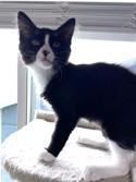 Alexander, Baby Male Domestic Medium Hair