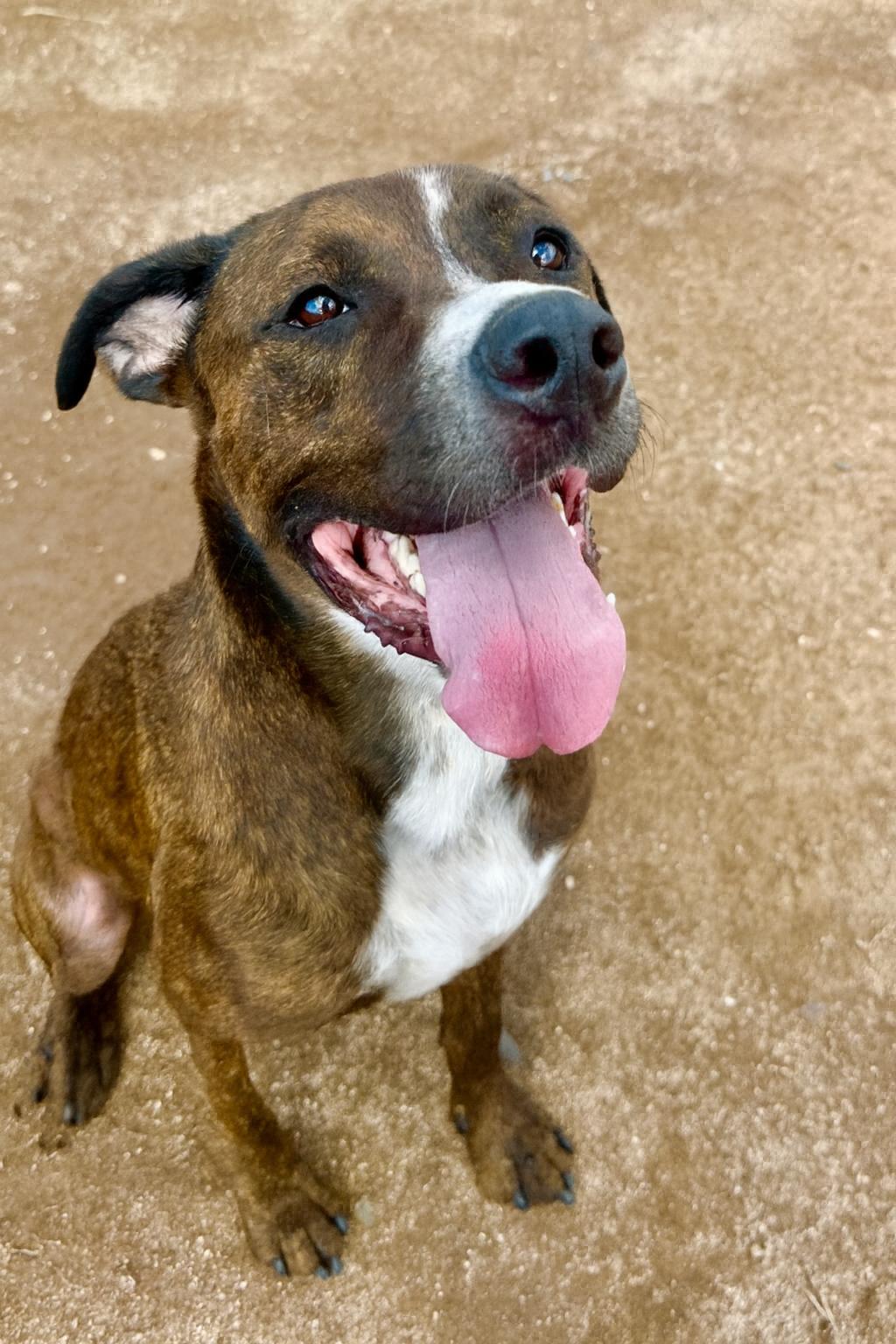 Cleo, Adoptable, Adult Female Boxer.